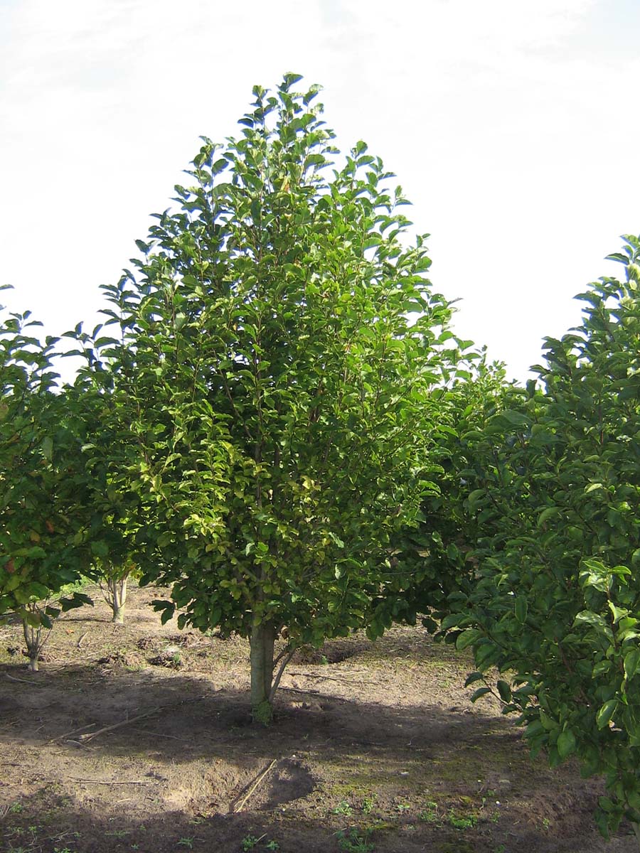 Magnolia kobus solitair solitair