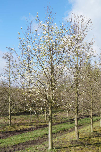 Magnolia kobus solitair solitair