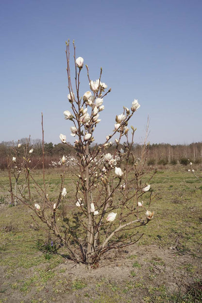 Magnolia soulangeana 'Alba Superba' meerstammig / struik meerstammig