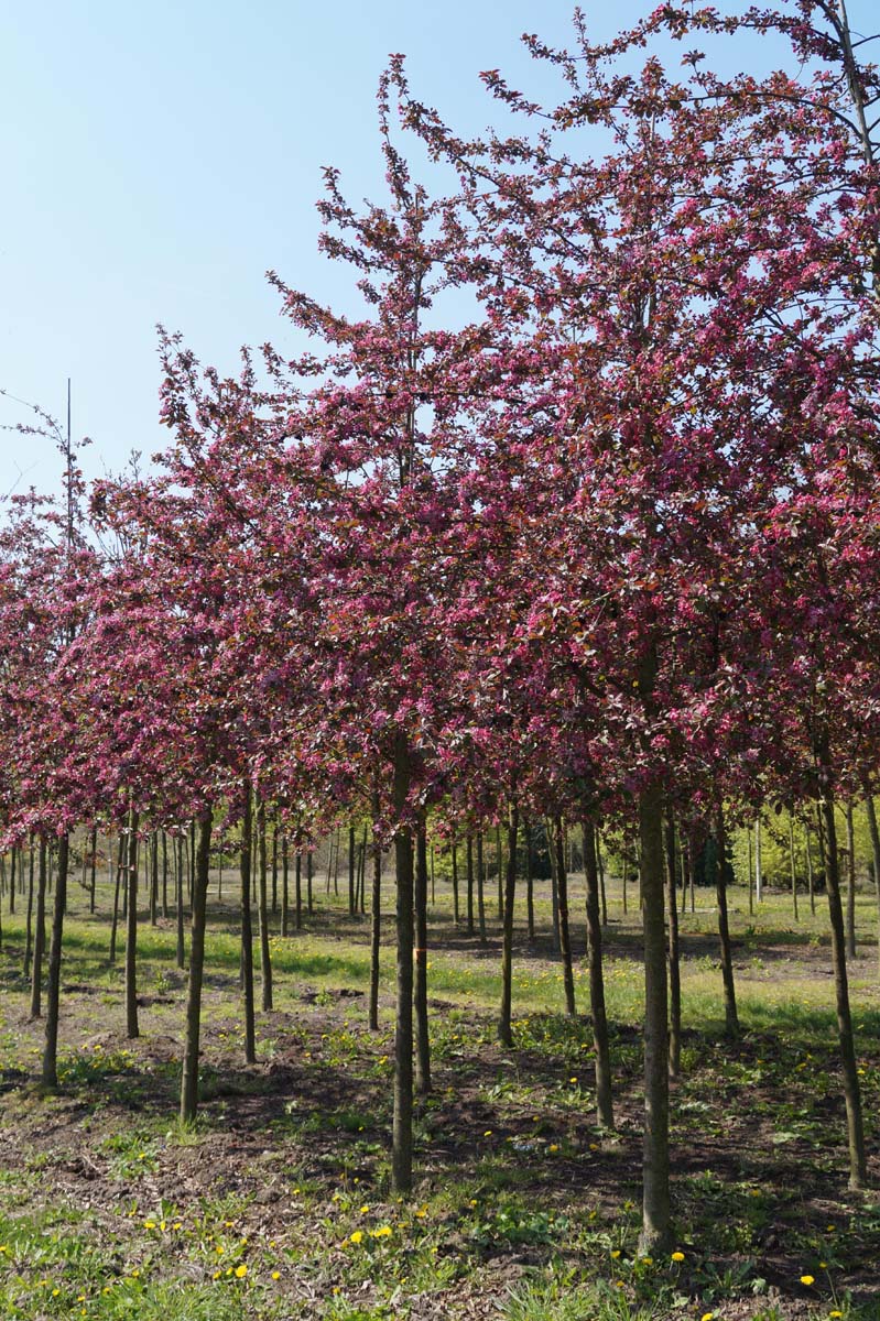 Copeman Malus 'Neville Copeman' op stam