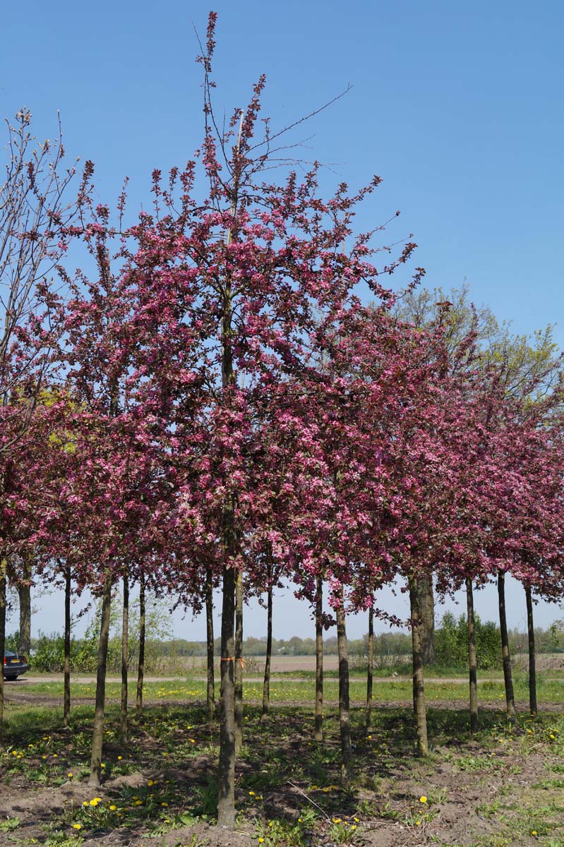Malus 'Neville Copeman'