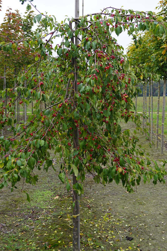 Malus 'Red Jade' meerstammig