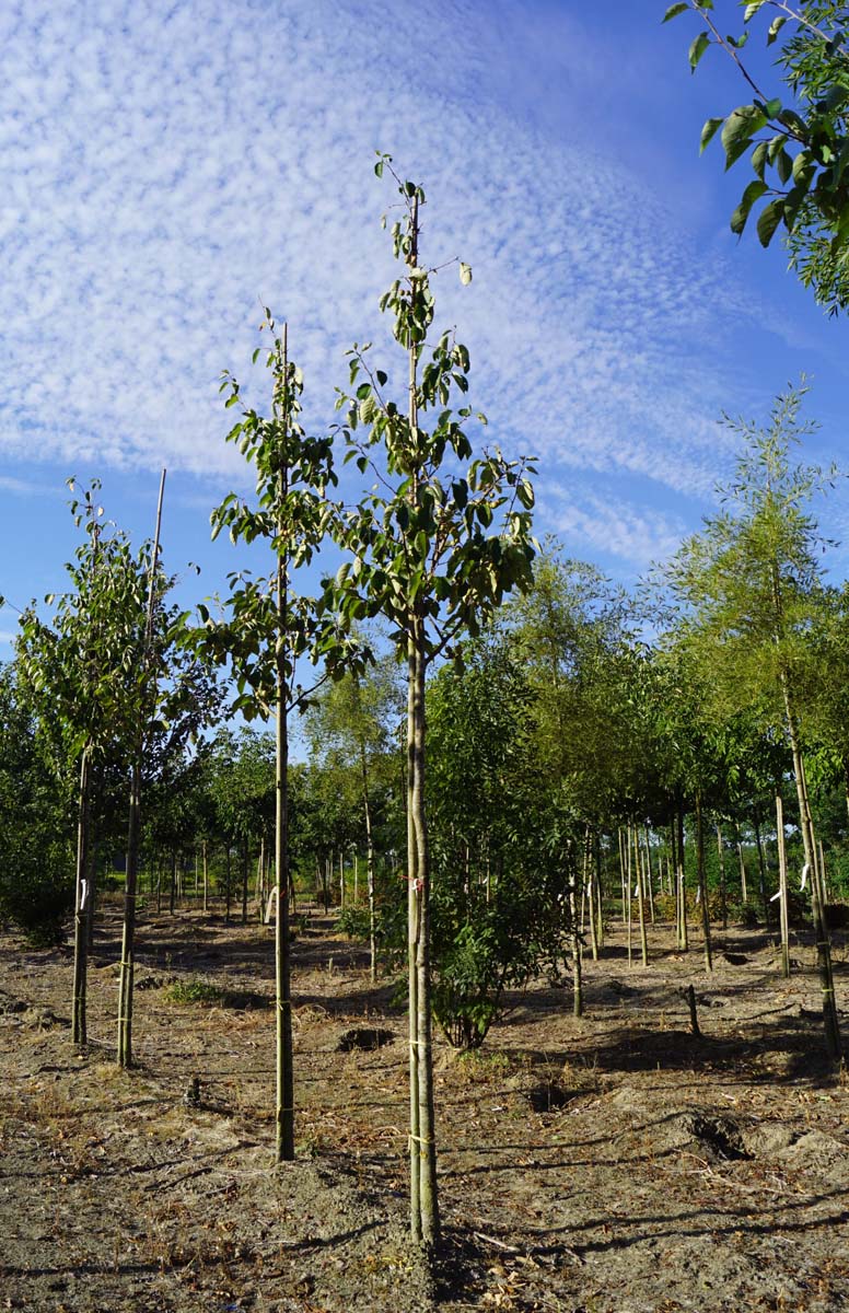 Malus tschonoskii 'Thalys' op stam