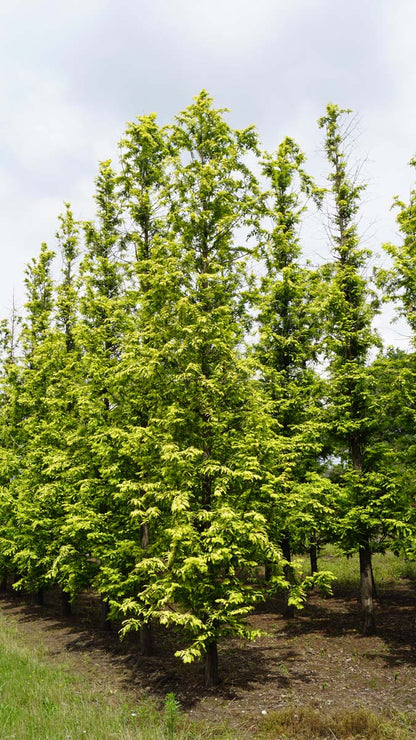 Metasequoia glyptostroboides 'Ogon' solitair