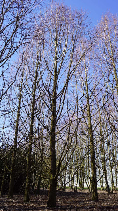Metasequoia glyptostroboides 'Ogon' solitair