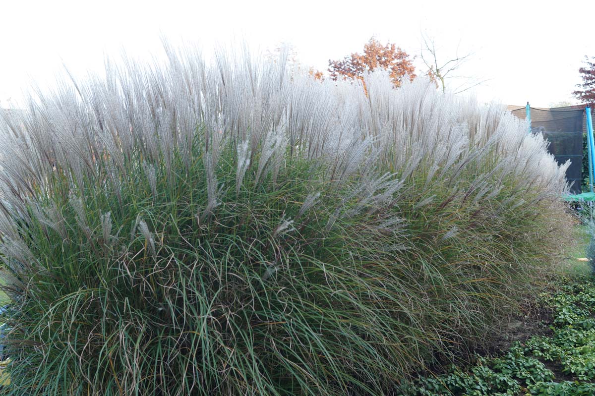 Miscanthus sinensis 'Kleine Silberspinne'