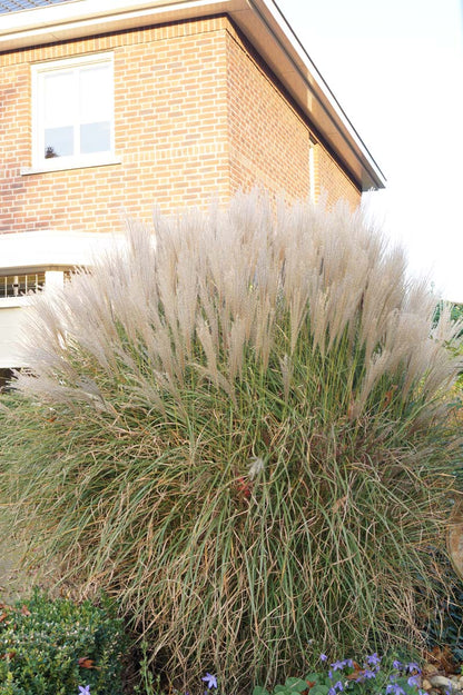 Miscanthus sinensis 'Kleine Silberspinne'