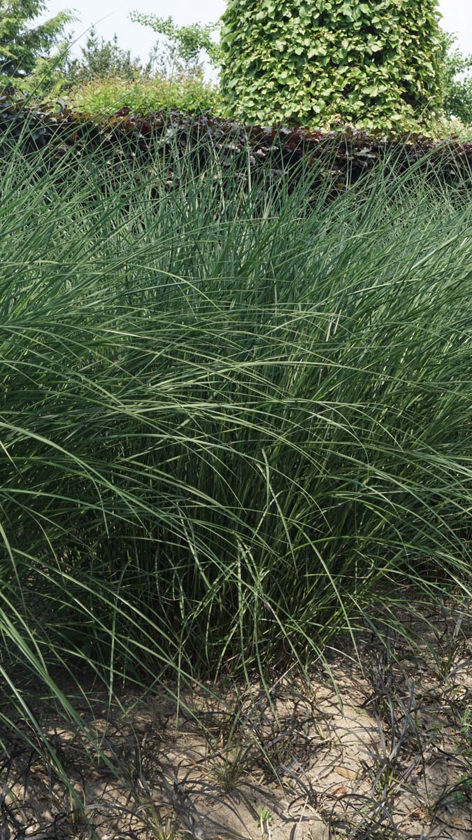 Miscanthus sinensis 'Krater'