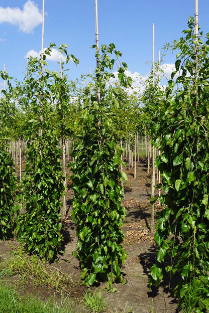 Morus alba 'Pendula' op stam