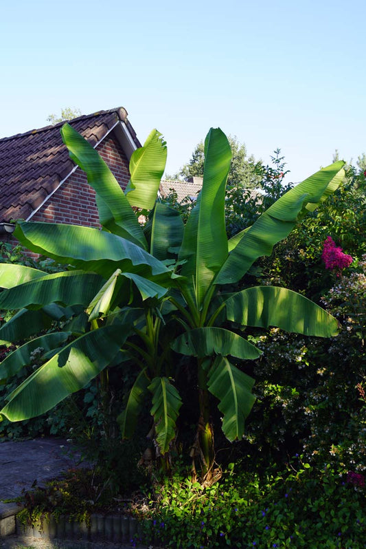 Musa basjoo Tuinplanten