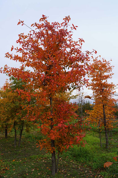 Nyssa sylvatica meerstammig / struik meerstammig