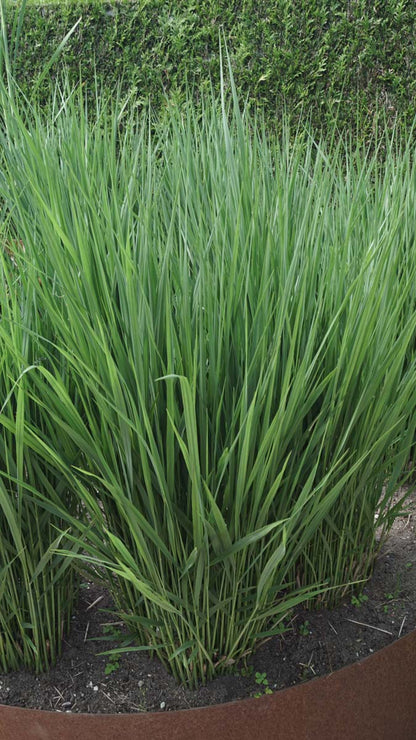 Panicum virgatum 'Heavy Metal'