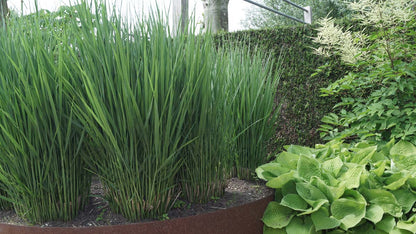 Panicum virgatum 'Heavy Metal'
