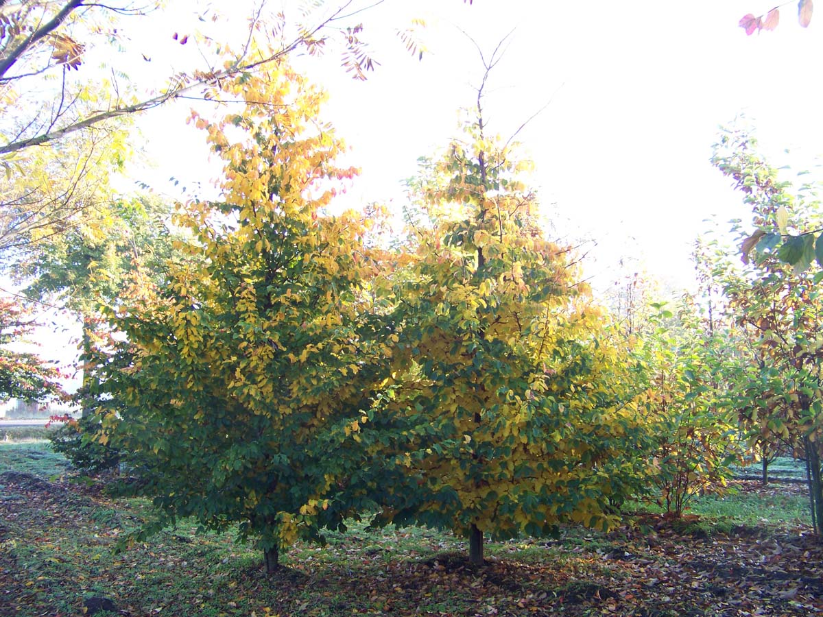 Parrotia persica solitair