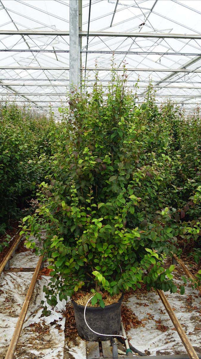 Parrotia persica 'JLPN01' meerstammig / struik meerstammig