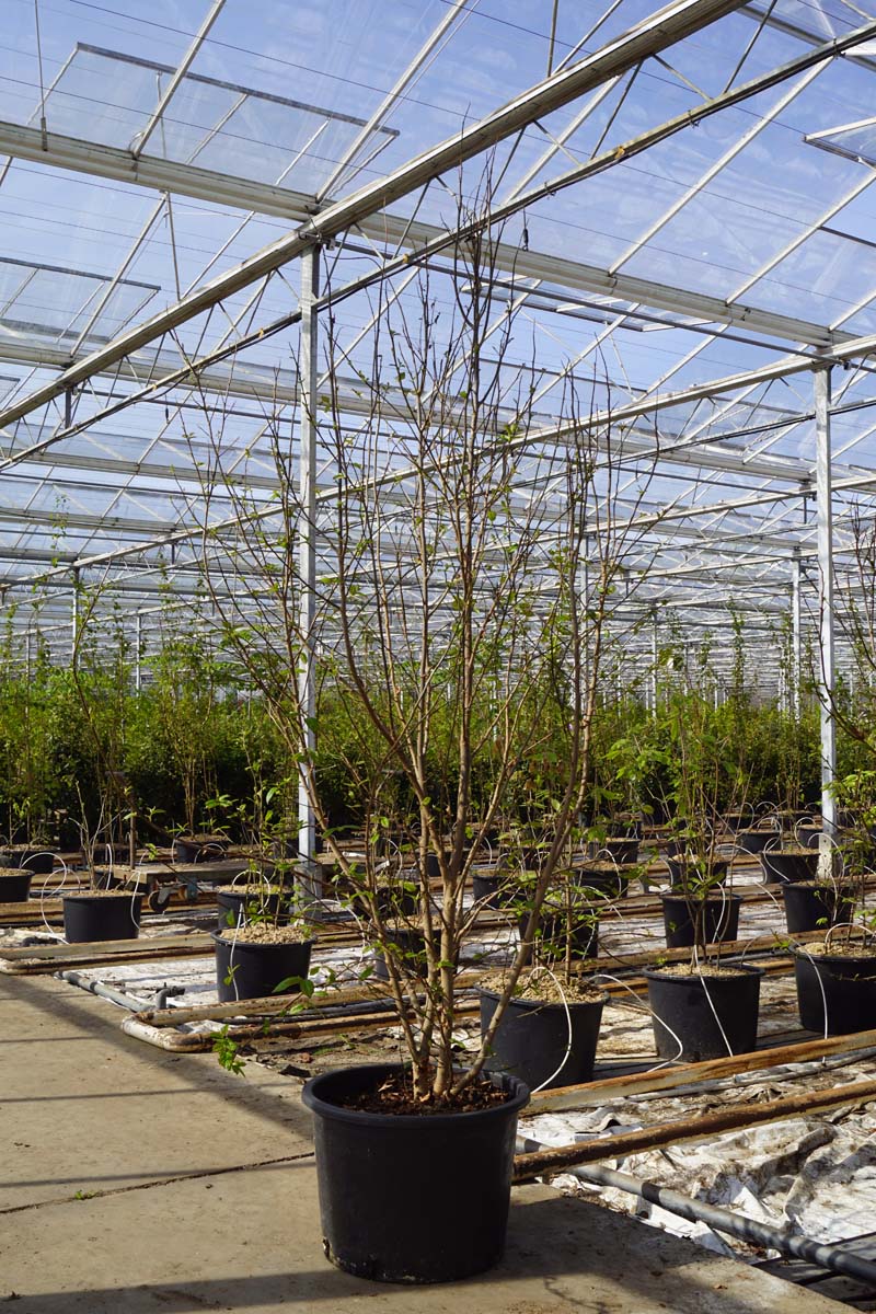 Parrotia persica 'JLPN01' meerstammig / struik meerstammig