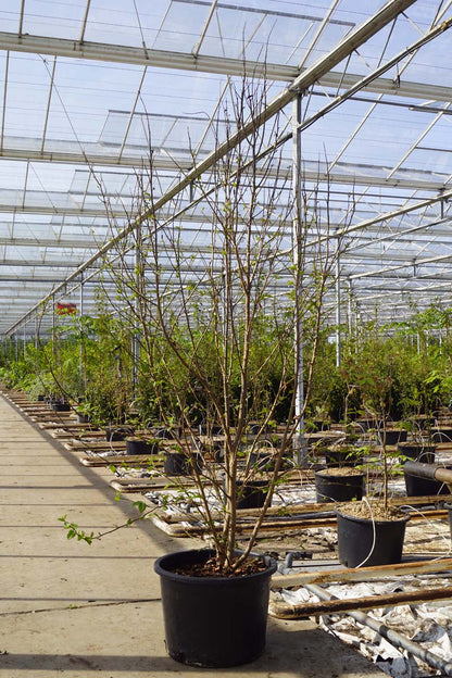 Parrotia persica 'JLPN01' meerstammig / struik meerstammig