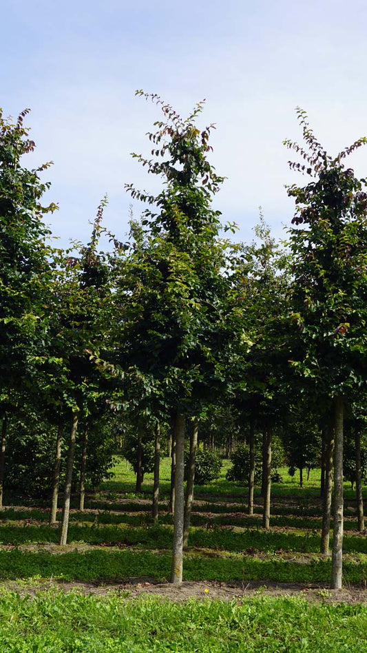 Parrotia persica 'Vanessa' op stam op stam