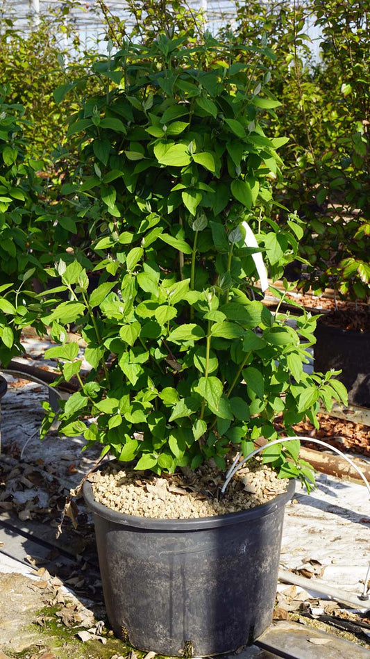 Philadelphus 'Minnesota Snowflake' meerstammig / struik struik