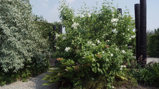 Philadelphus 'Snowbelle' meerstammig / struik struik