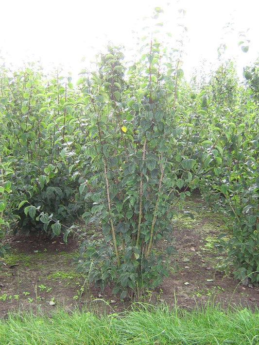 Philadelphus 'Virginal' meerstammig / struik struik