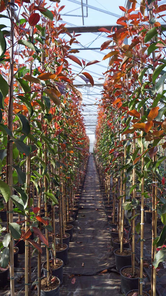 Photinia fraseri 'Camilvy' meerstammig / struik struik