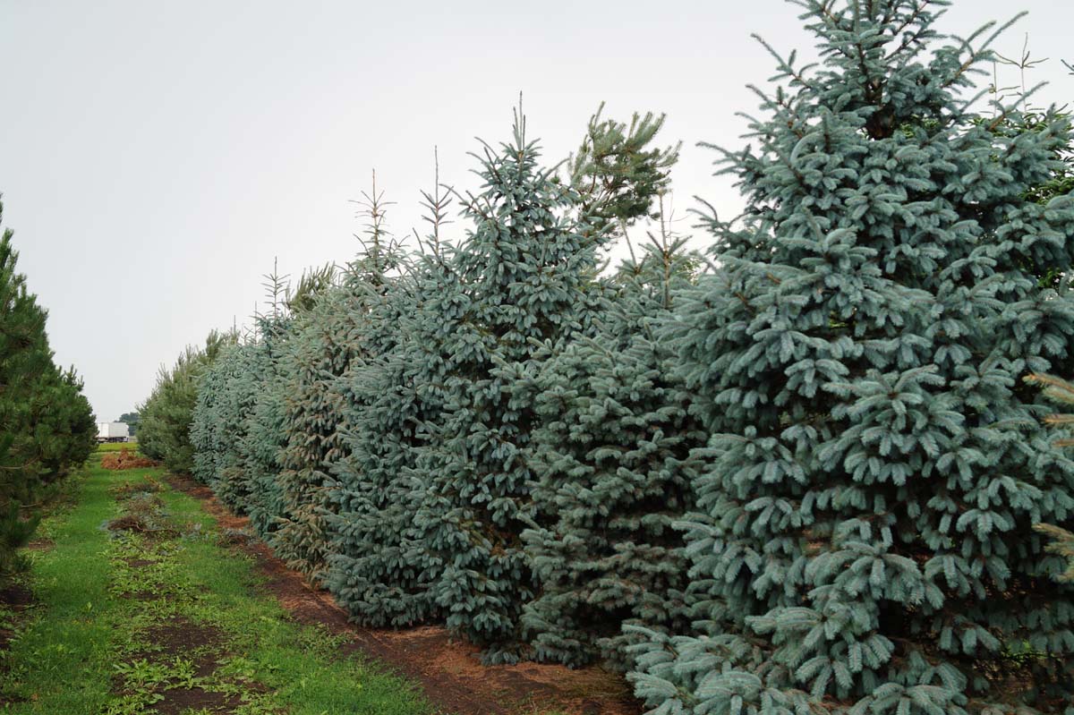 Picea engelmannii 'Glauca' solitair