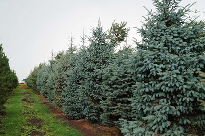 Picea engelmannii 'Glauca' solitair