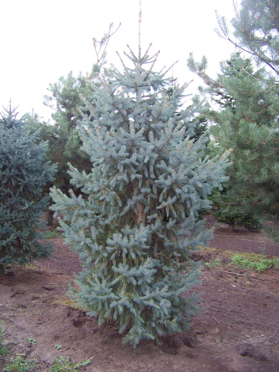 Picea engelmannii 'Glauca' solitair