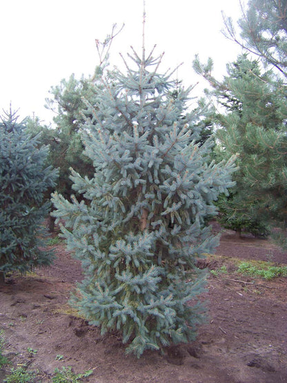 Picea engelmannii 'Glauca' solitair