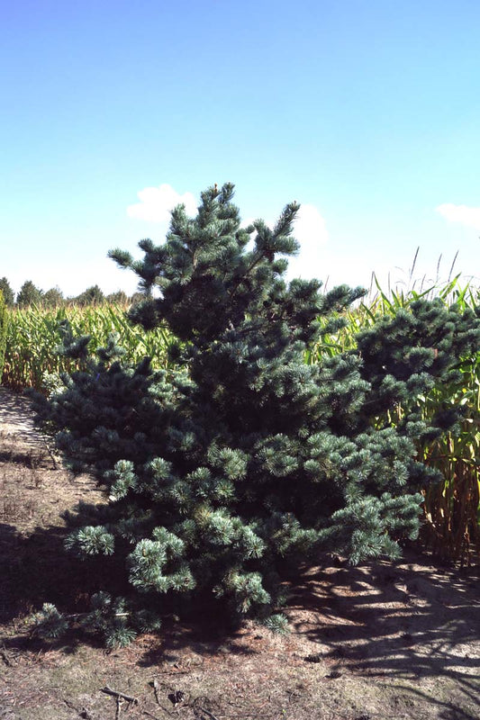 Pinus parviflora 'Glauca' solitair