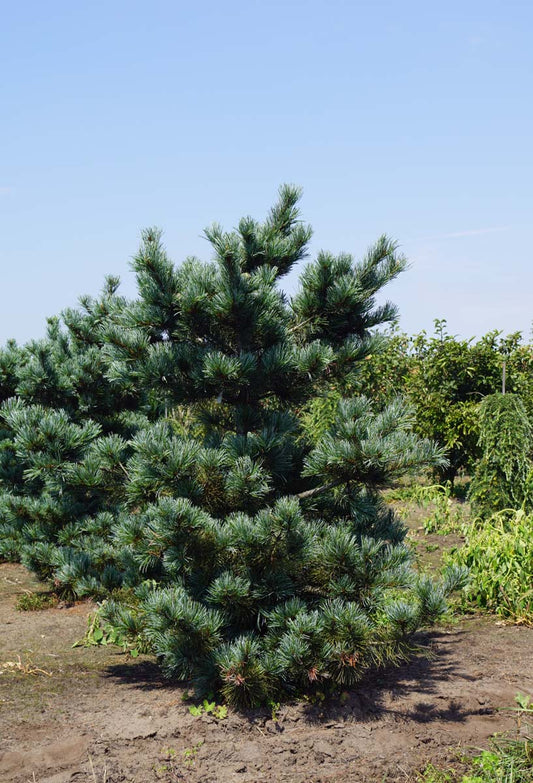 Pinus parviflora 'Negishi' solitair