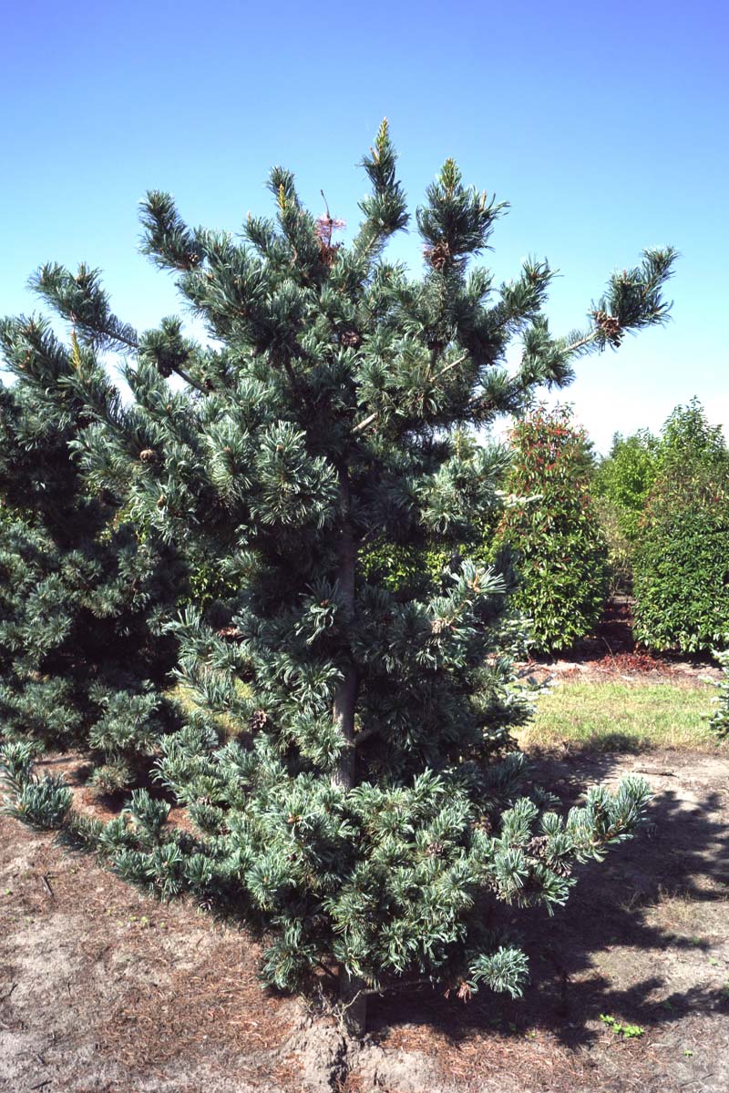 Pinus parviflora 'Tempelhof' solitair