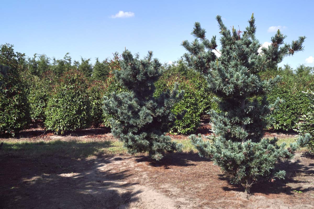 Pinus parviflora 'Tempelhof' solitair