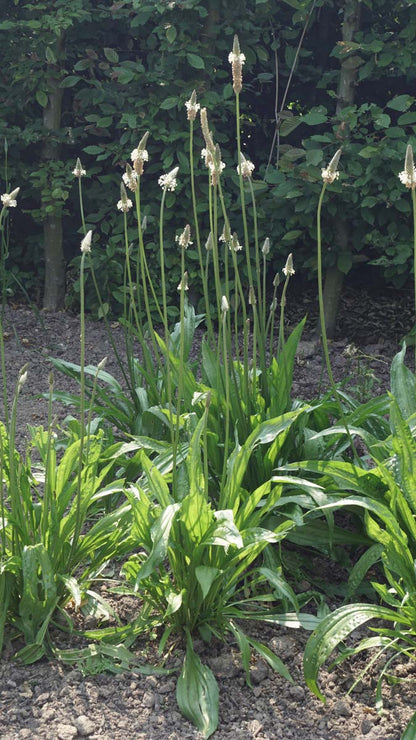 Plantago lanceolata