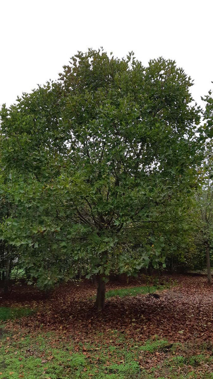 Platanus hispanica solitair solitair