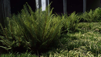 Polystichum setiferum 'Dahlem'