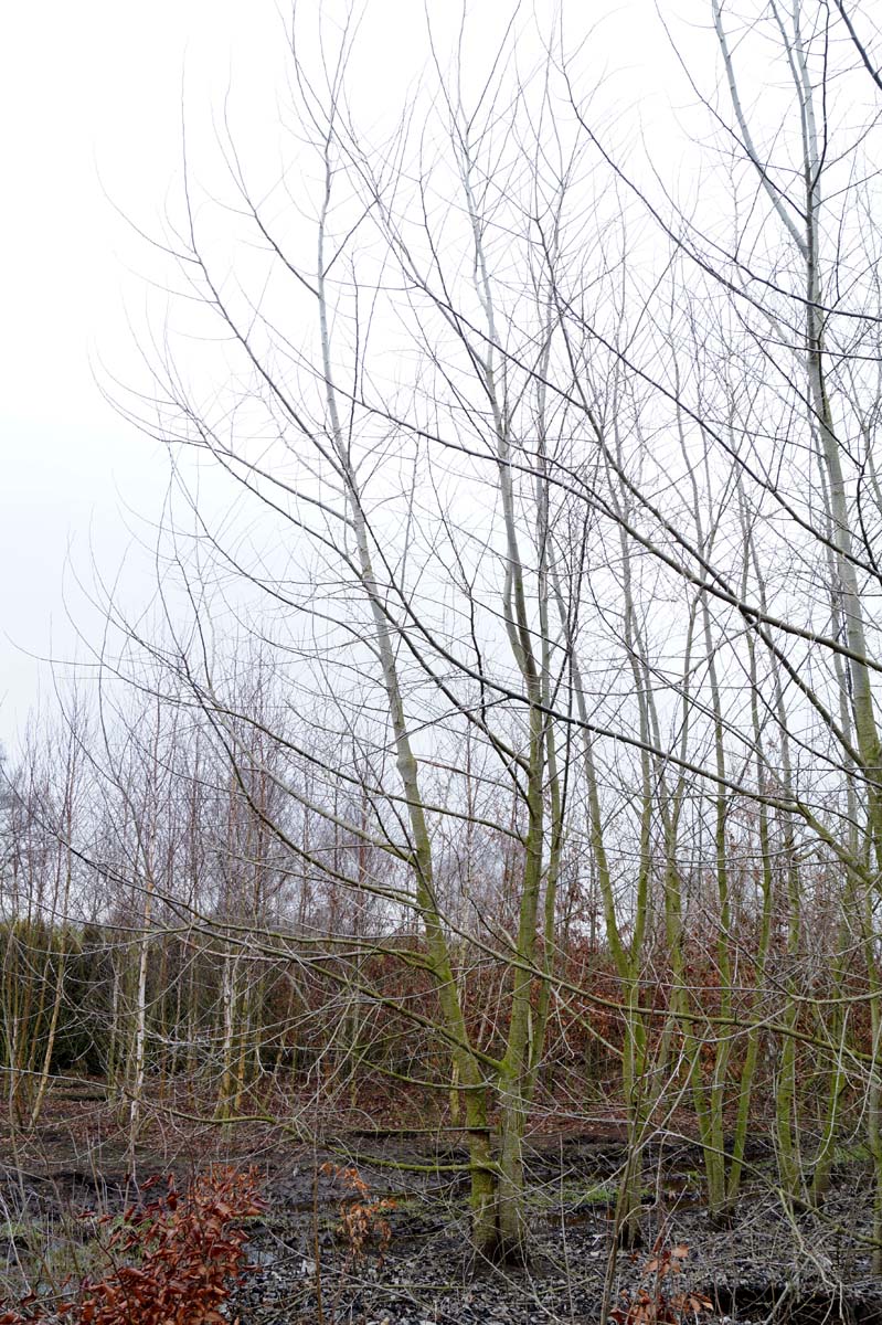 Populus alba meerstammig / struik meerstammig