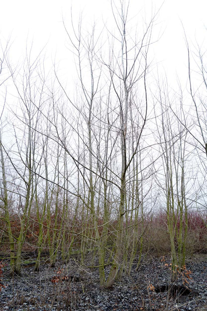 Populus alba meerstammig / struik meerstammig