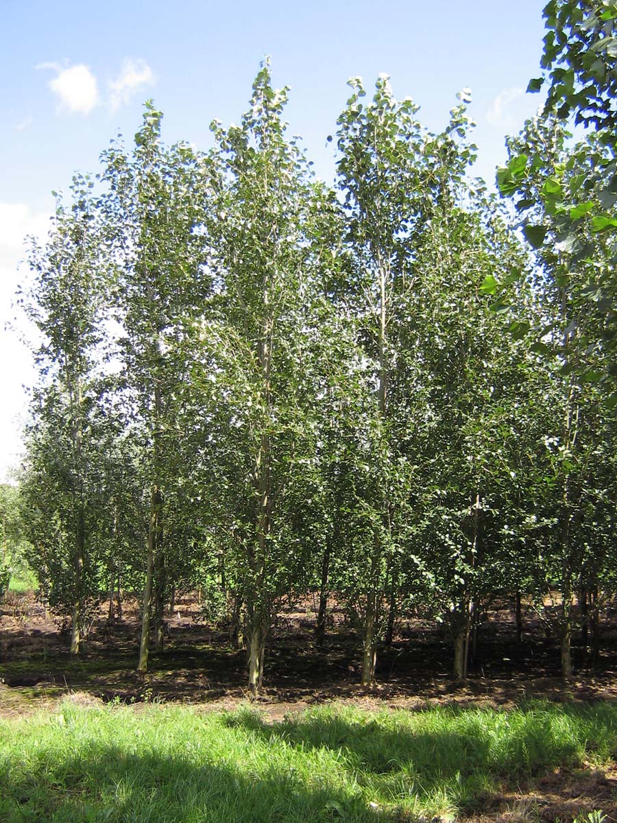 Populus simonii 'Fastigiata' solitair solitair