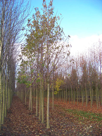 Prunus avium 'Plena' op stam op stam