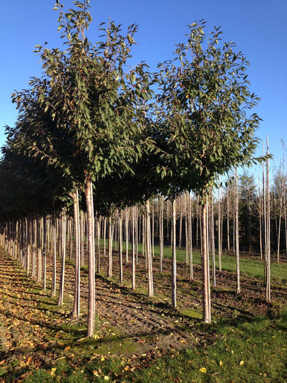 Prunus avium 'Plena' op stam op stam