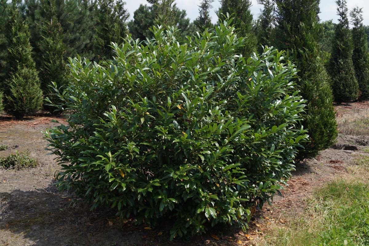 Prunus laurocerasus 'Herbergii' meerstammig / struik struik