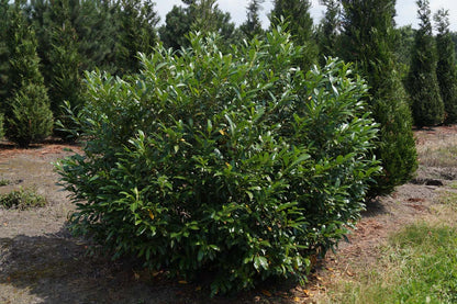 Prunus laurocerasus 'Herbergii' meerstammig / struik struik