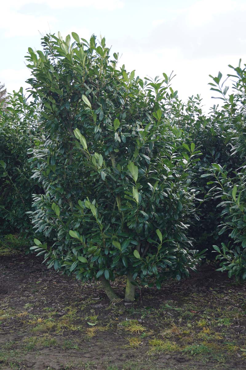 Prunus laurocerasus 'Novita' meerstammig / struik struik