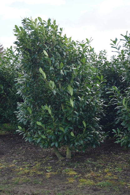 Prunus laurocerasus 'Novita' meerstammig / struik struik