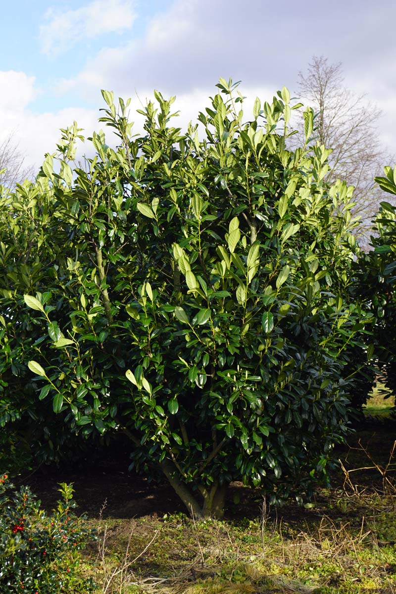 Prunus laurocerasus 'Novita' meerstammig / struik struik