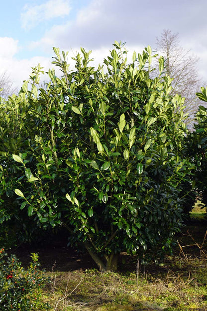 Prunus laurocerasus 'Novita' meerstammig / struik struik