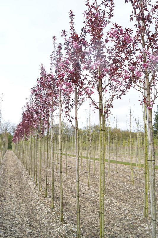 Prunus serrulata 'Royal Burgundy' op stam op stam