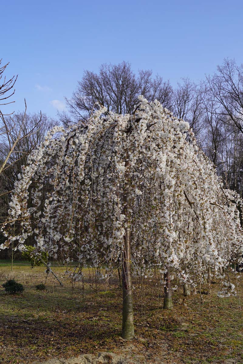 Prunus 'Snofozam' op stam op stam